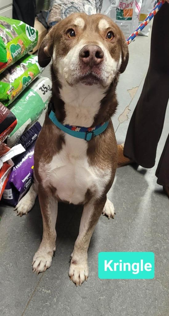 Enlarge Kringle, a Adoptable mixed breed in Richmond, IN image 3/3