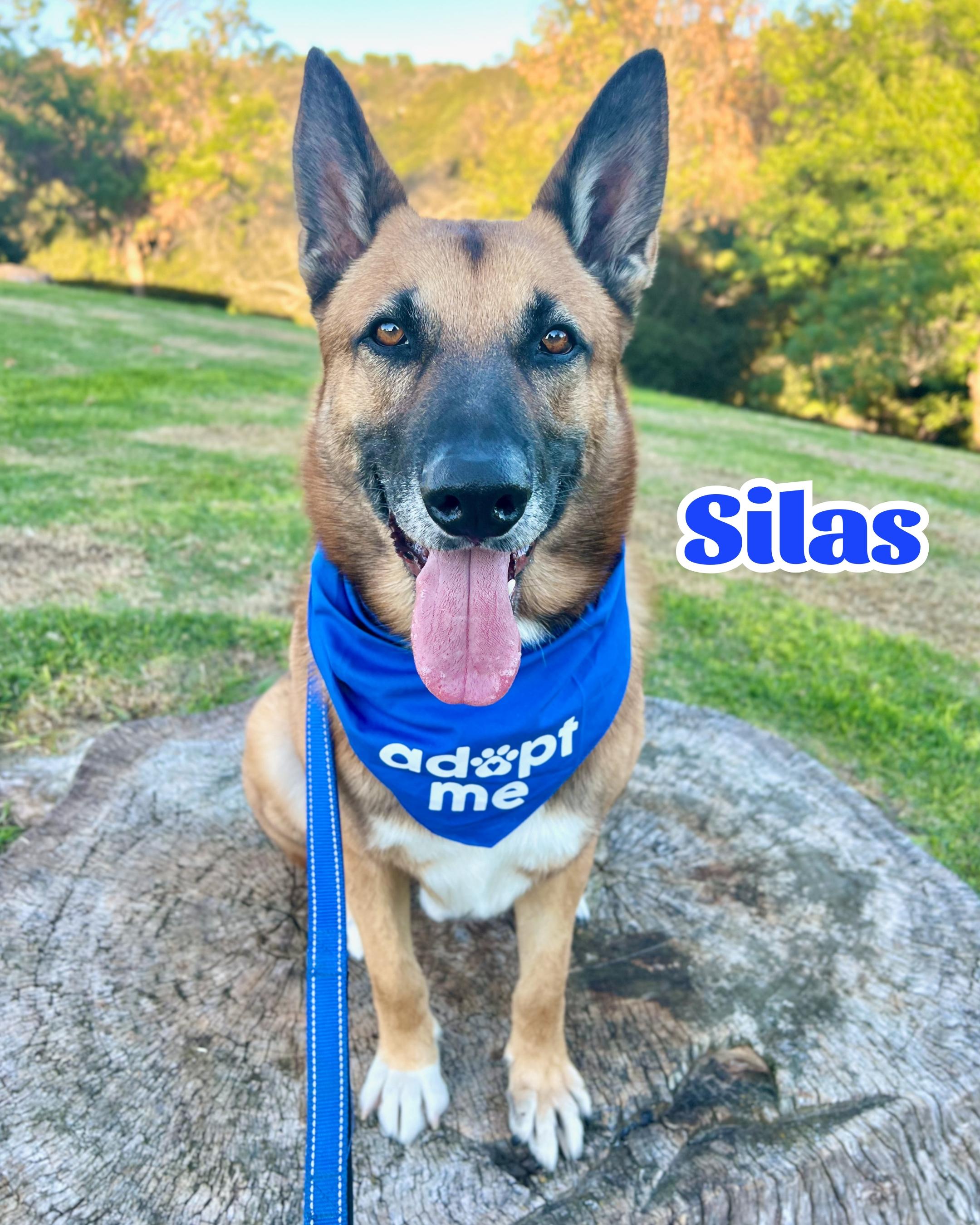 Enlarge Silas, a Adoptable German Shepherd Dog in San Diego, CA image 1/6