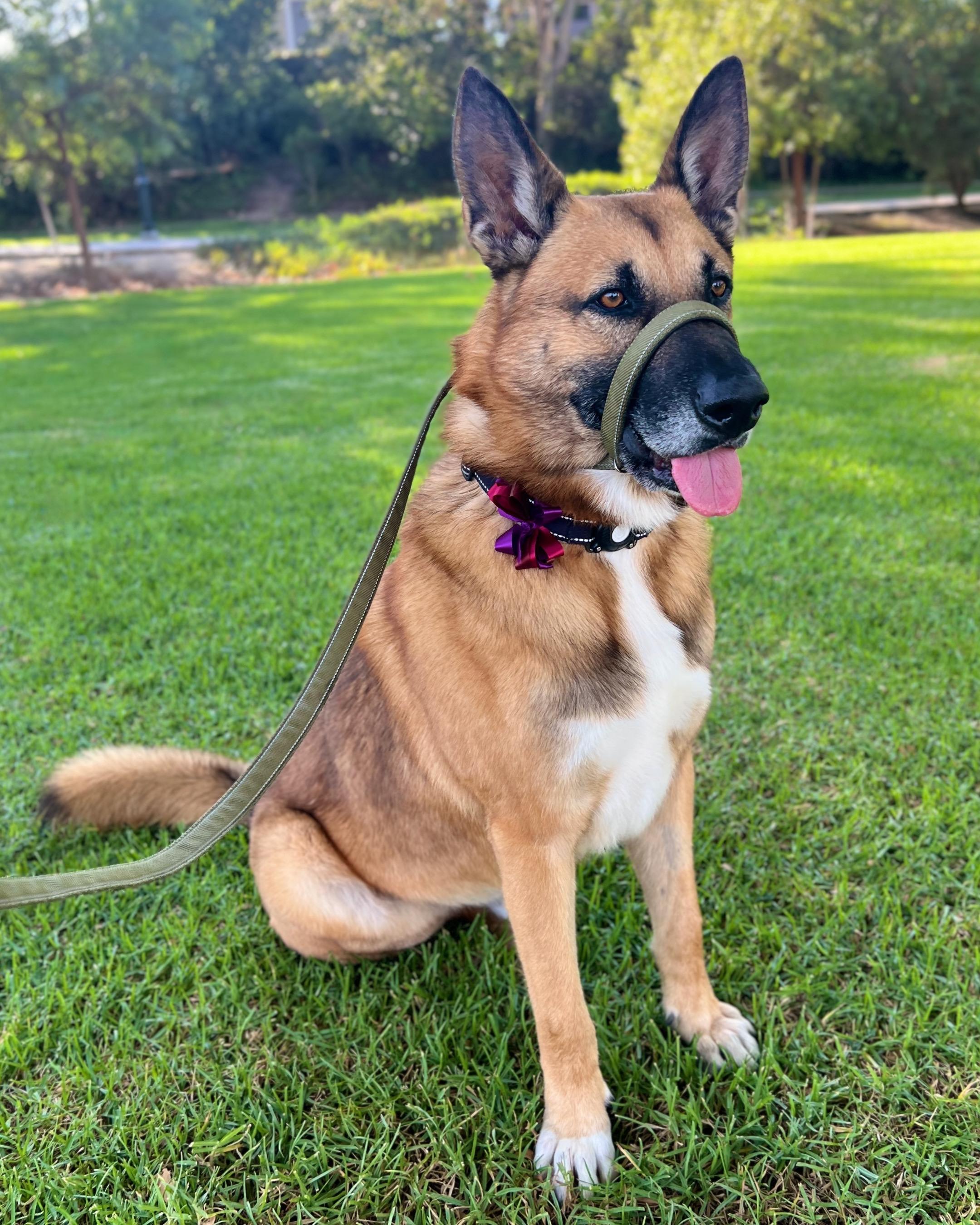 Enlarge Silas, a Adoptable German Shepherd Dog in San Diego, CA image 2/6