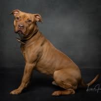 Mack, a Adoptable mixed breed in Cullman, AL image 2/4
