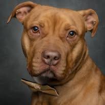 Mack, a Adoptable mixed breed in Cullman, AL image 1/4