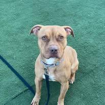 Mack, a Adoptable mixed breed in Cullman, AL image 3/4