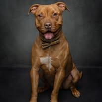 Mack, a Adoptable mixed breed in Cullman, AL image 4/4