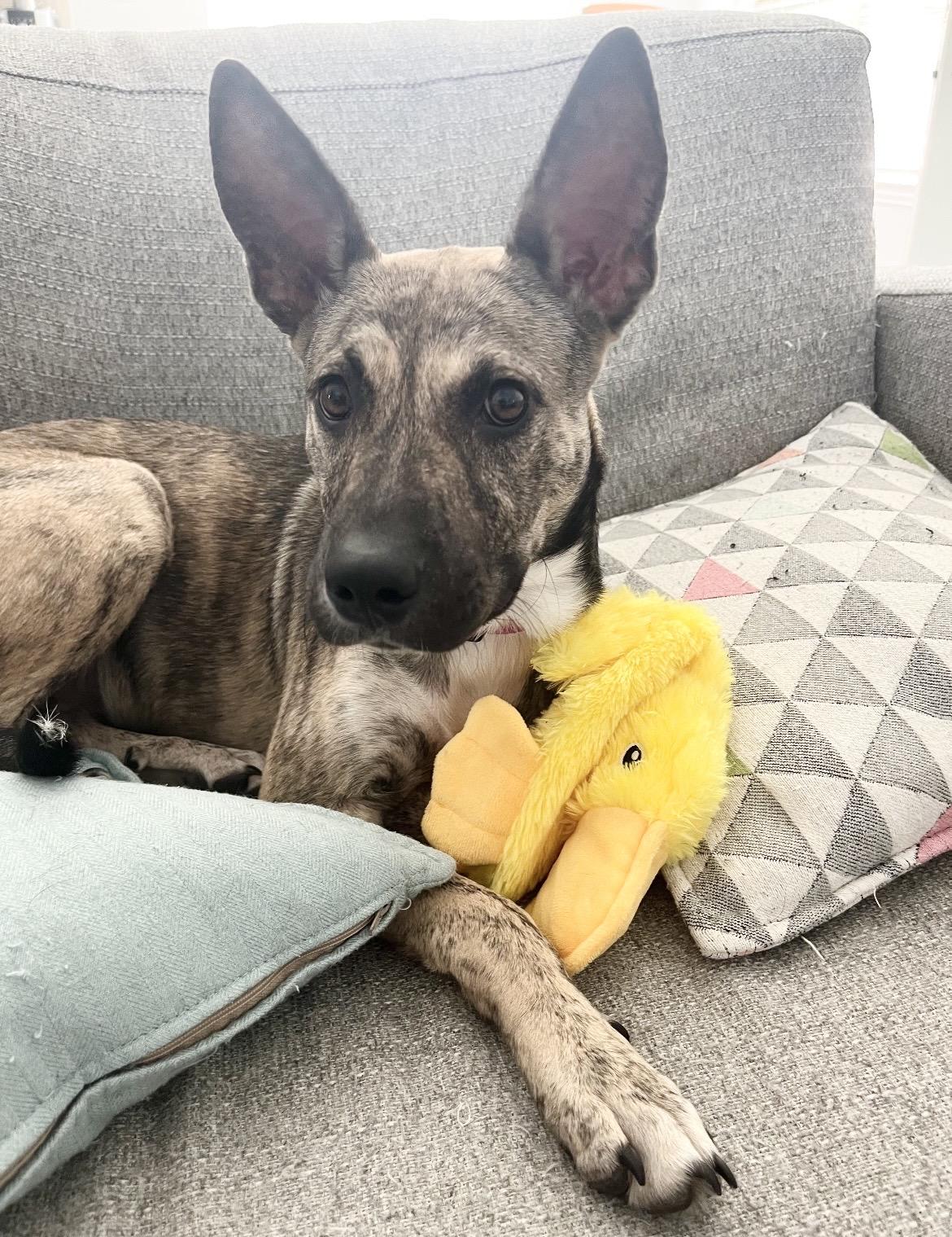 Enlarge Dolly, a Adoptable mixed breed in Charlotte, NC image 2/6