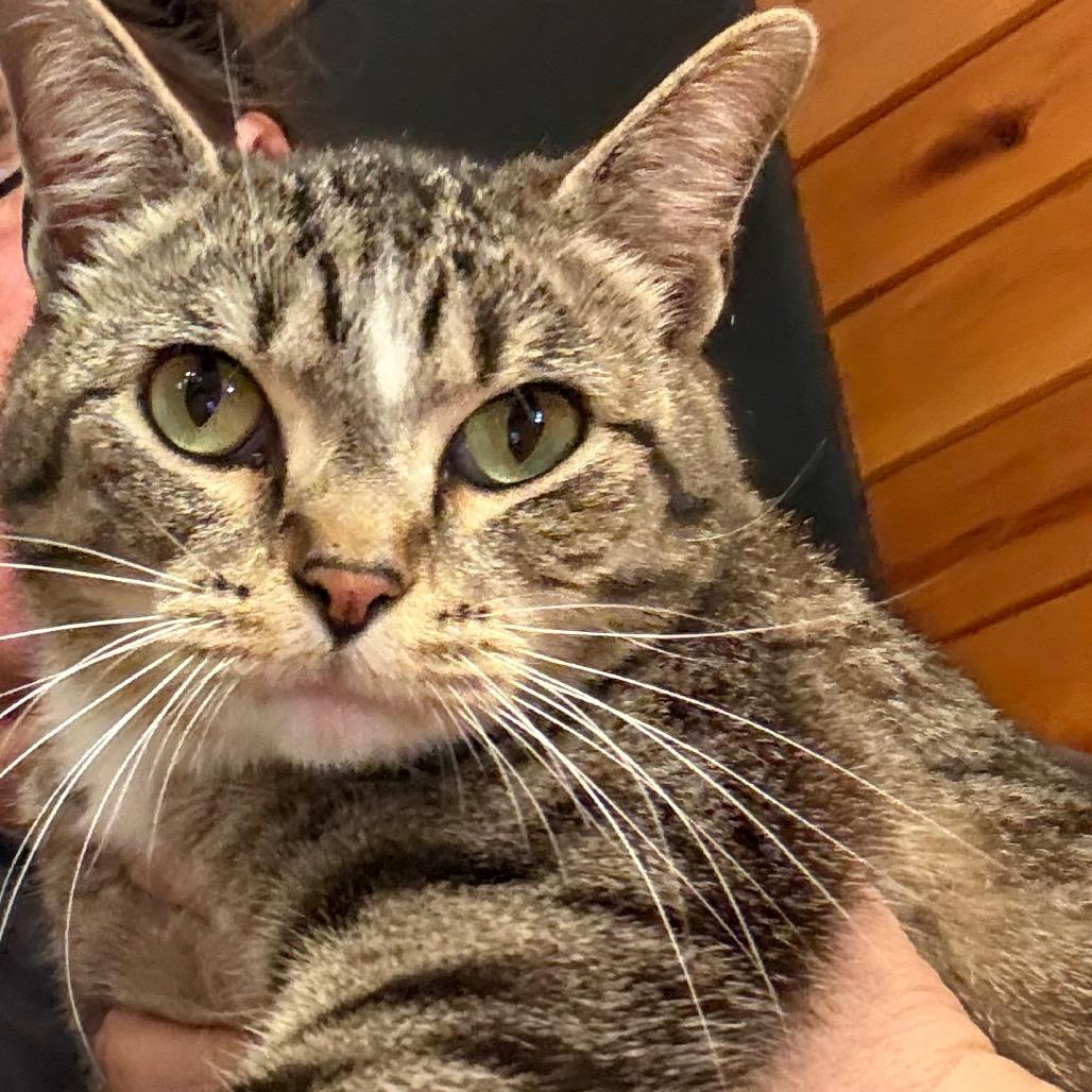Enlarge Yeller, a Adoptable Domestic Short Hair in Granby, MO image 3/3