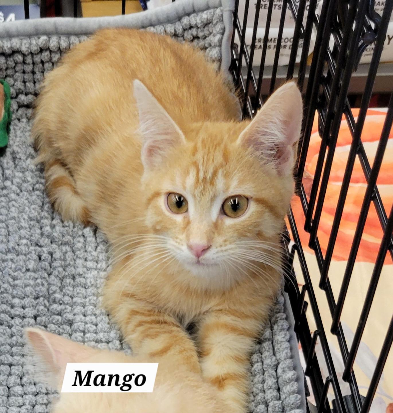 Mango, Adoptable, Kitten Male Domestic Short Hair.