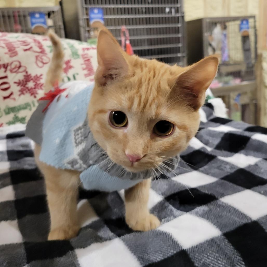 Martini, Adoptable, Kitten Male Domestic Medium Hair.