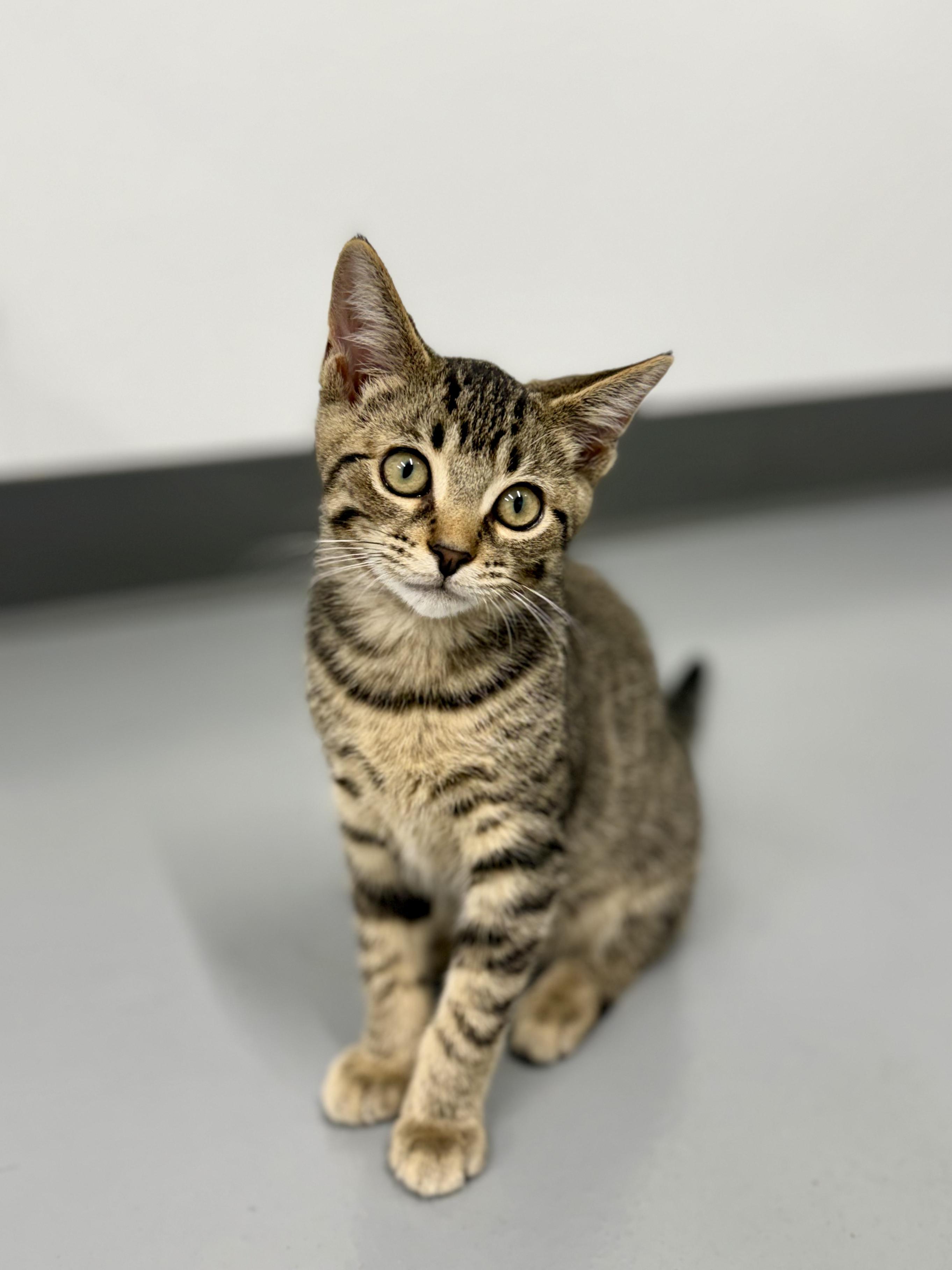 Auto, a ADOPTABLE Domestic Short Hair in Kalamazoo, MI image 2/6