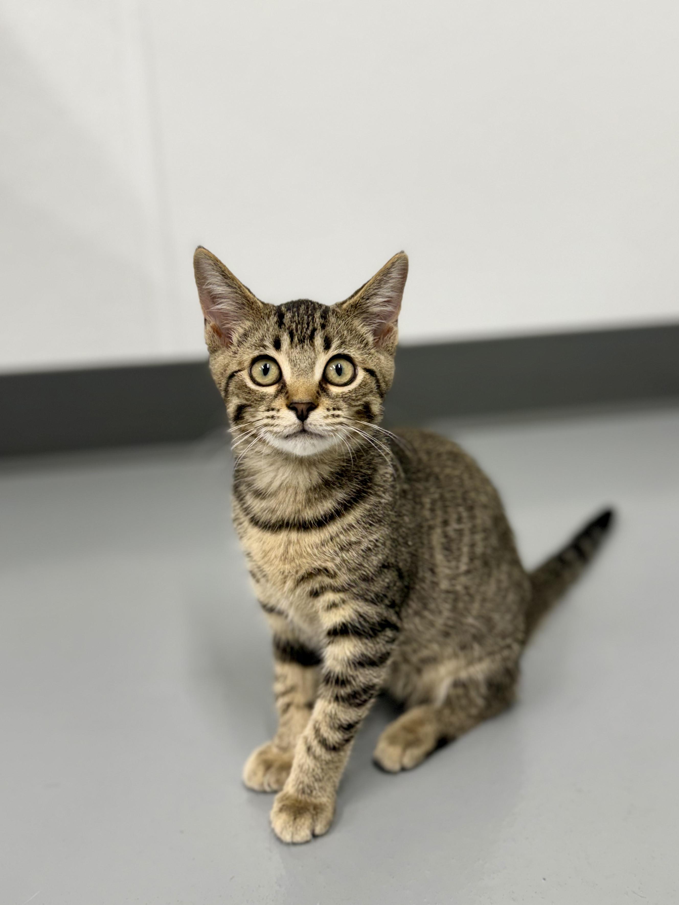 Auto, a ADOPTABLE Domestic Short Hair in Kalamazoo, MI image 3/6