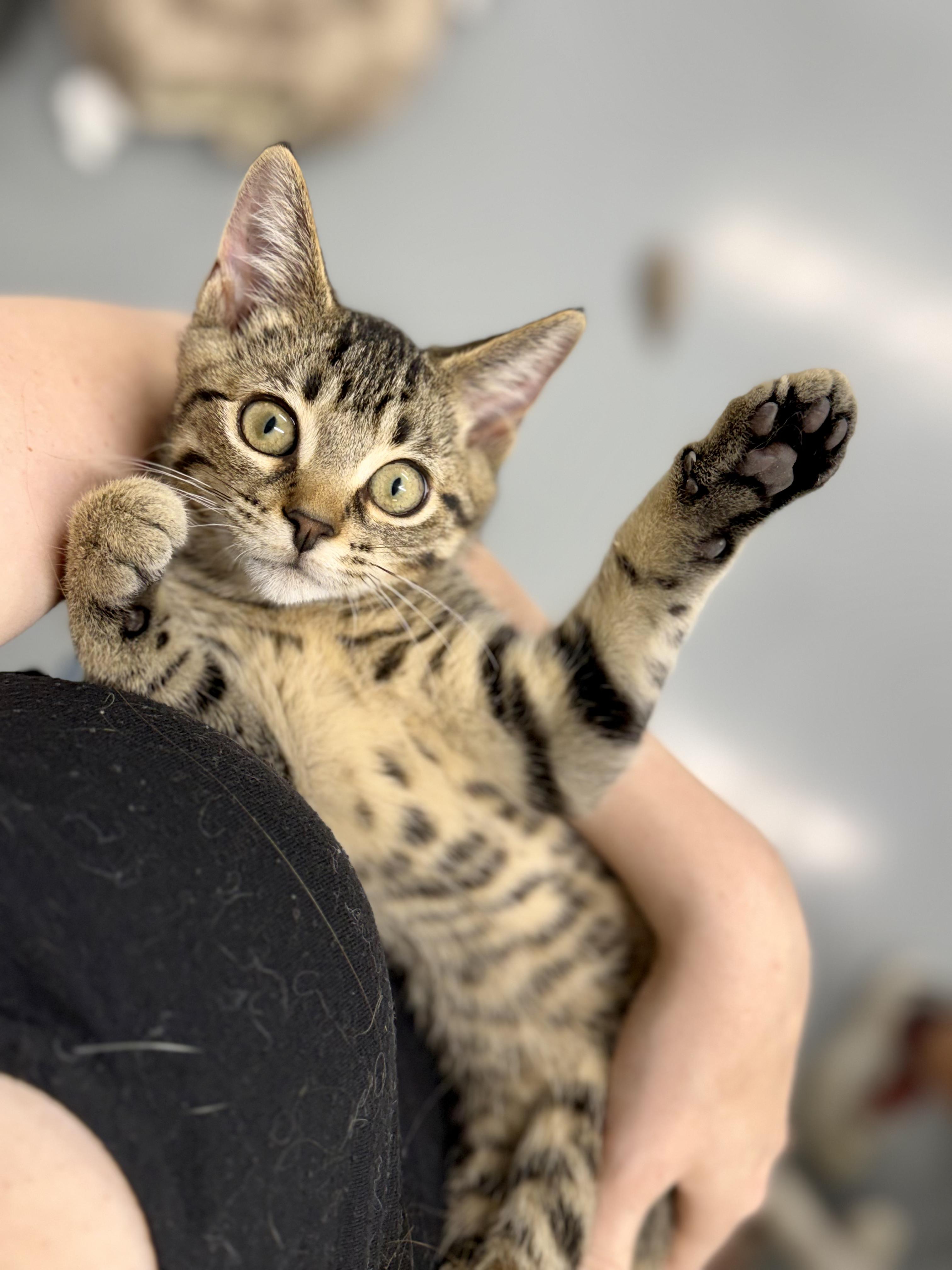 Auto, a ADOPTABLE Domestic Short Hair in Kalamazoo, MI image 4/6