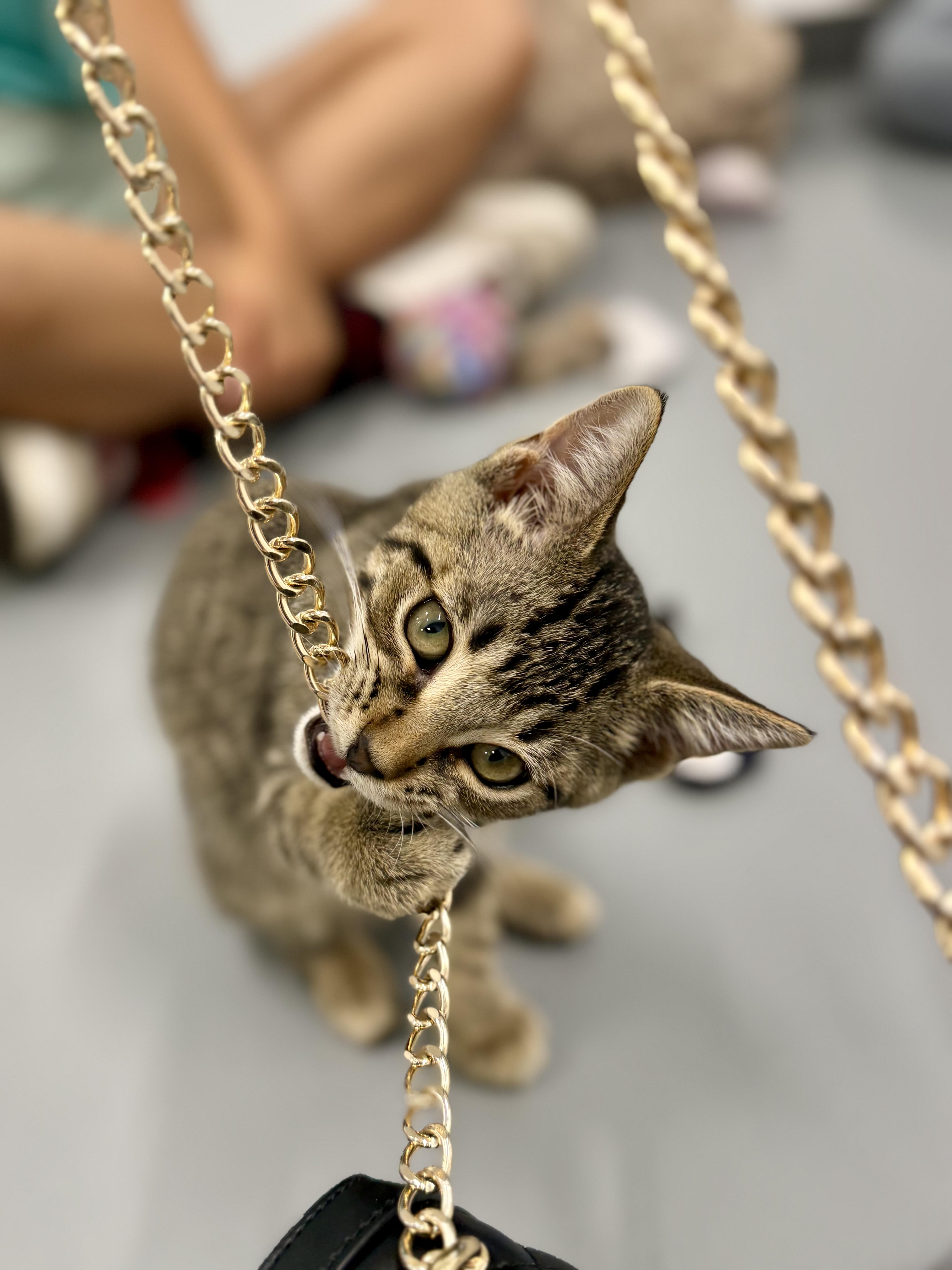 Auto, a ADOPTABLE Domestic Short Hair in Kalamazoo, MI image 5/6