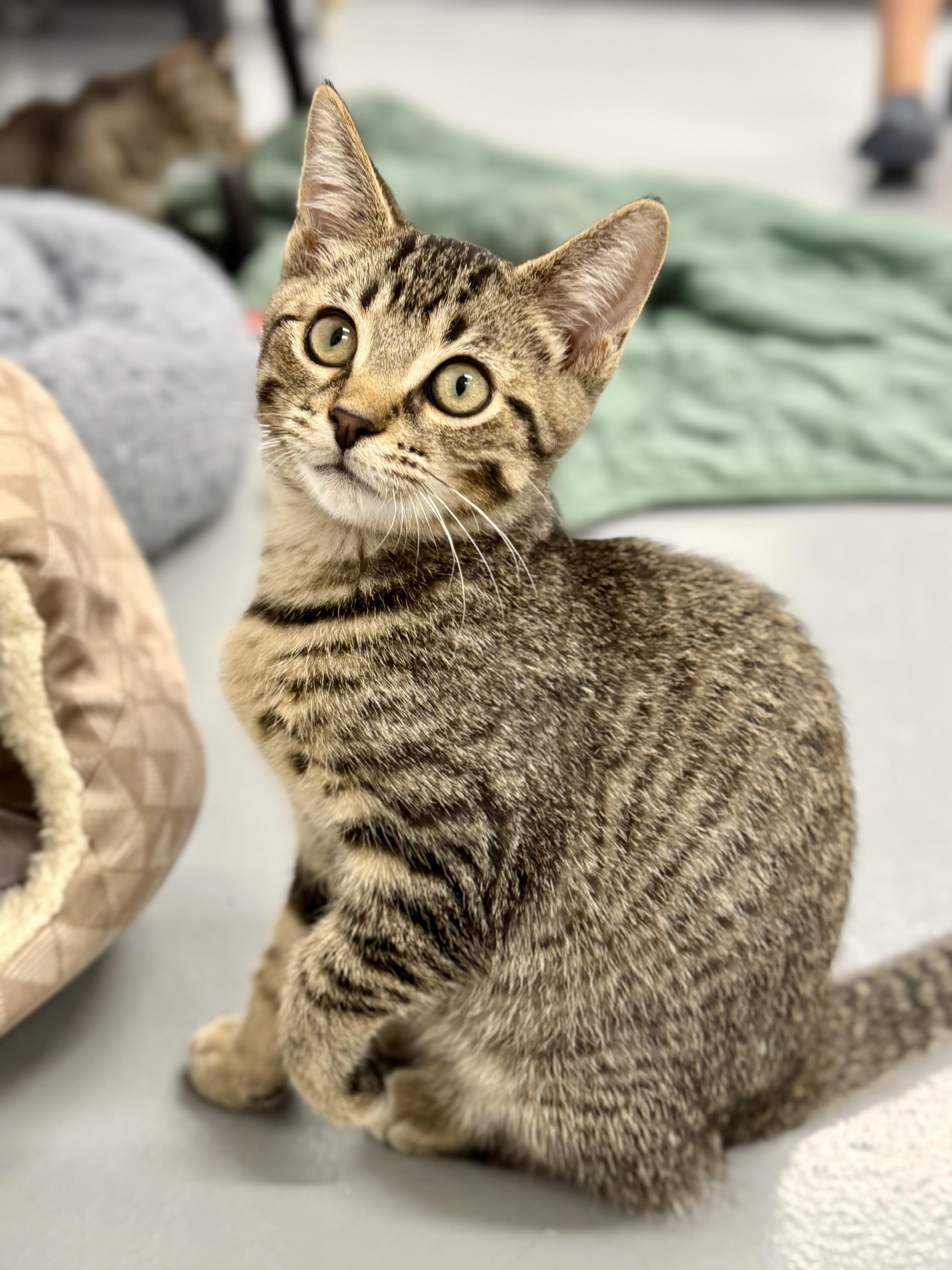 Auto, ADOPTABLE, Kitten Female Domestic Short Hair.