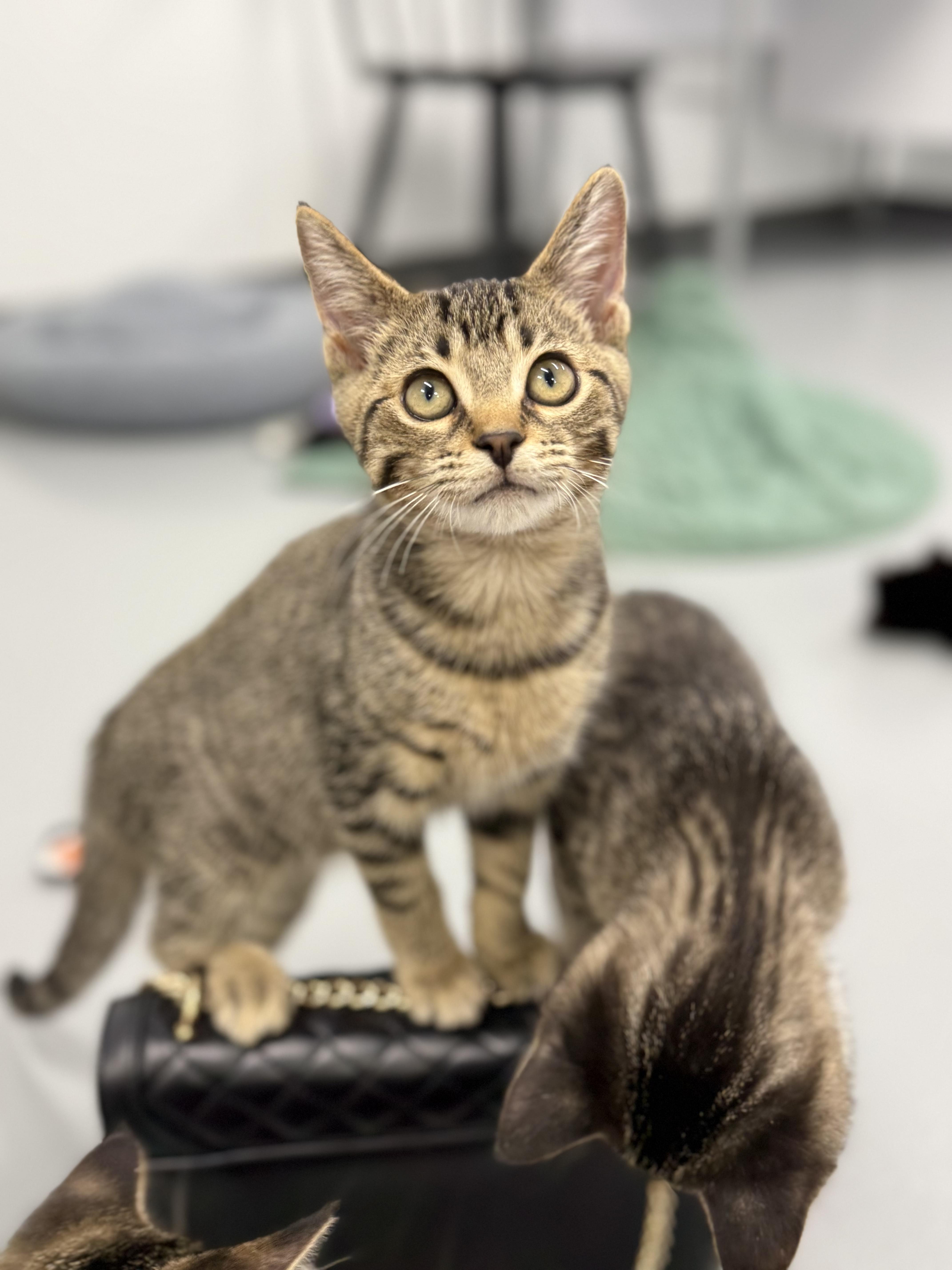Auto, a ADOPTABLE Domestic Short Hair in Kalamazoo, MI image 6/6