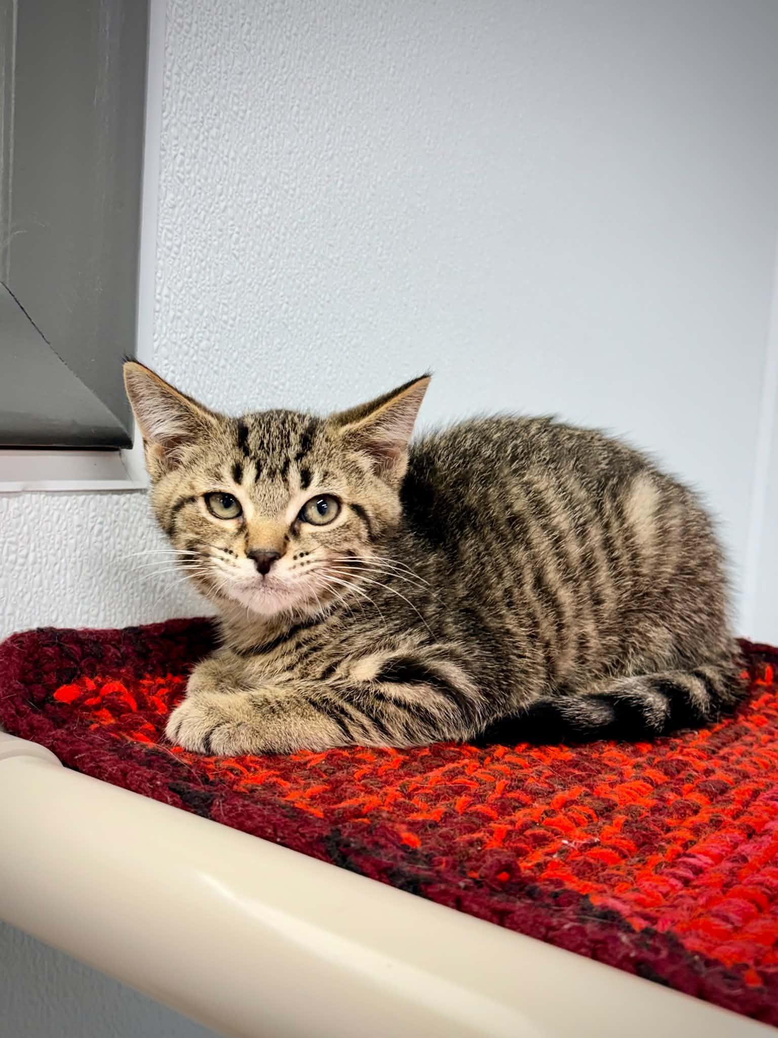 Enlarge Auto, a ADOPTABLE Domestic Short Hair in Kalamazoo, MI image 1/1
