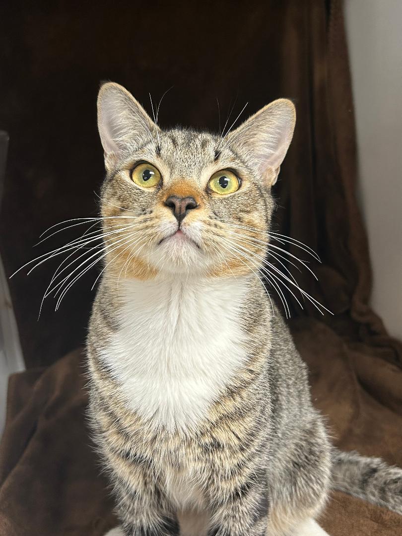 Enlarge Bimbo, a ADOPTABLE mixed breed in Glendale, AZ image 2/3