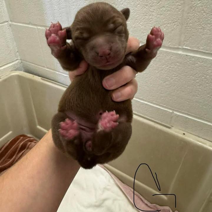 L pup 6, Adoptable, Puppy Female Boxer & Mixed Breed.