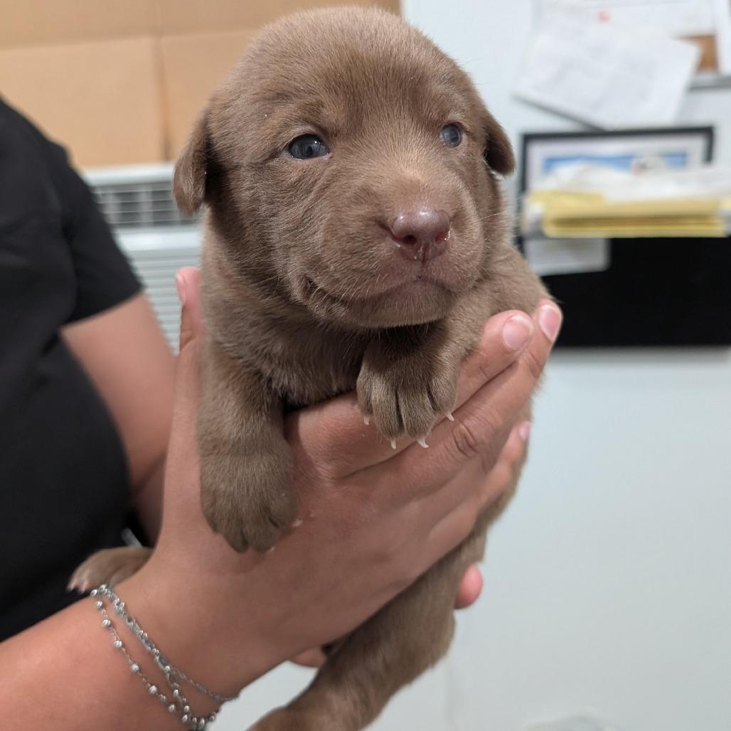 Enlarge L pup 6, a Adoptable mixed breed in Buchanan Dam, TX image 2/3