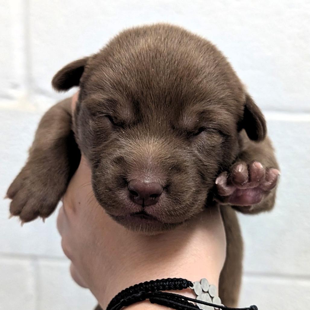 Enlarge L pup 6, a Adoptable mixed breed in Buchanan Dam, TX image 3/3
