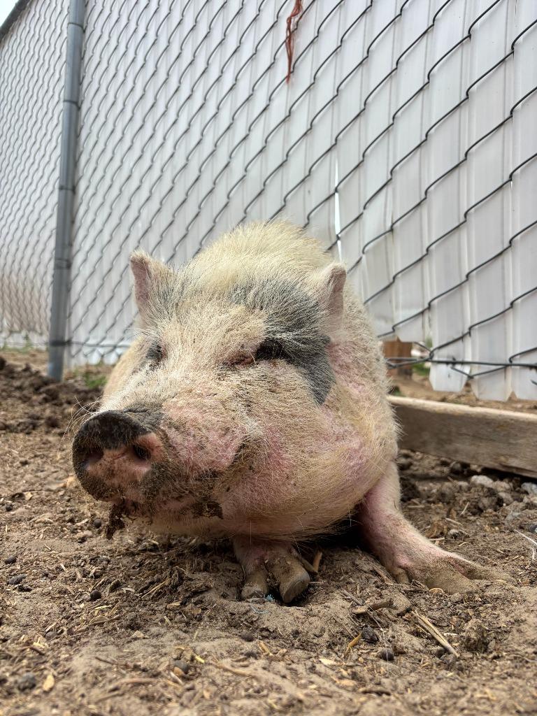 Benny, Adoptable, Senior Male Pig.