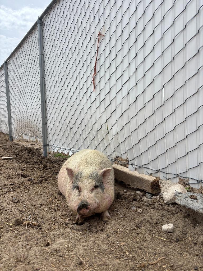 Enlarge Benny, a Adoptable Pig in Eagle Mountain, UT image 2/2
