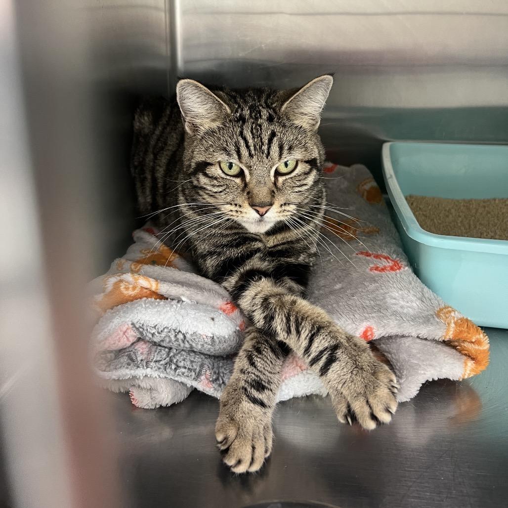 Gimme, Adoptable, Young Female Bengal & Domestic Short Hair.