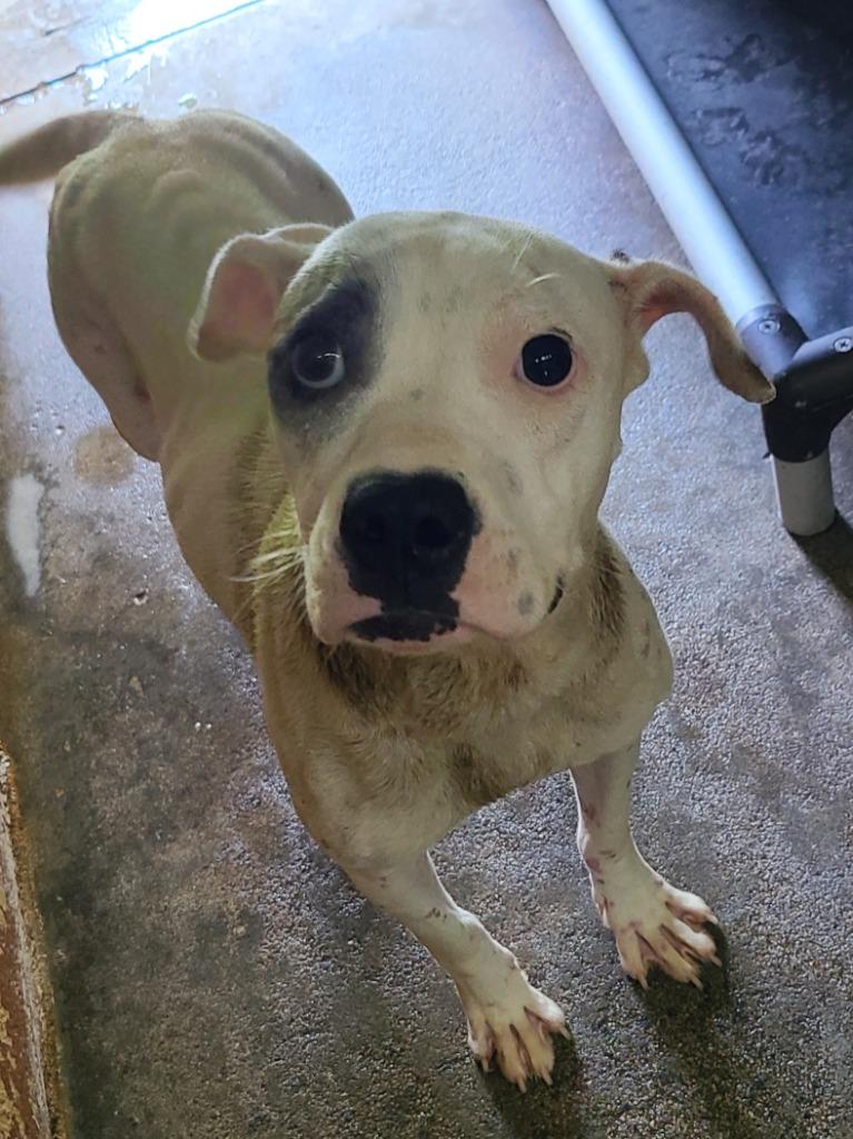 Enlarge Noelle, a Adoptable Pit Bull Terrier in Swainsboro, GA image 1/1
