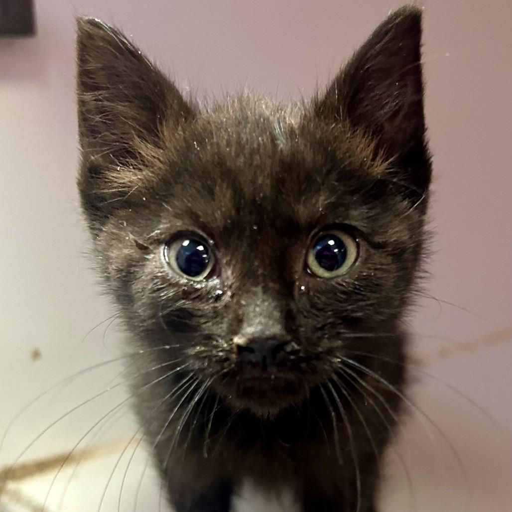 Lou Lou Who, Adoptable, Kitten Female Domestic Short Hair.