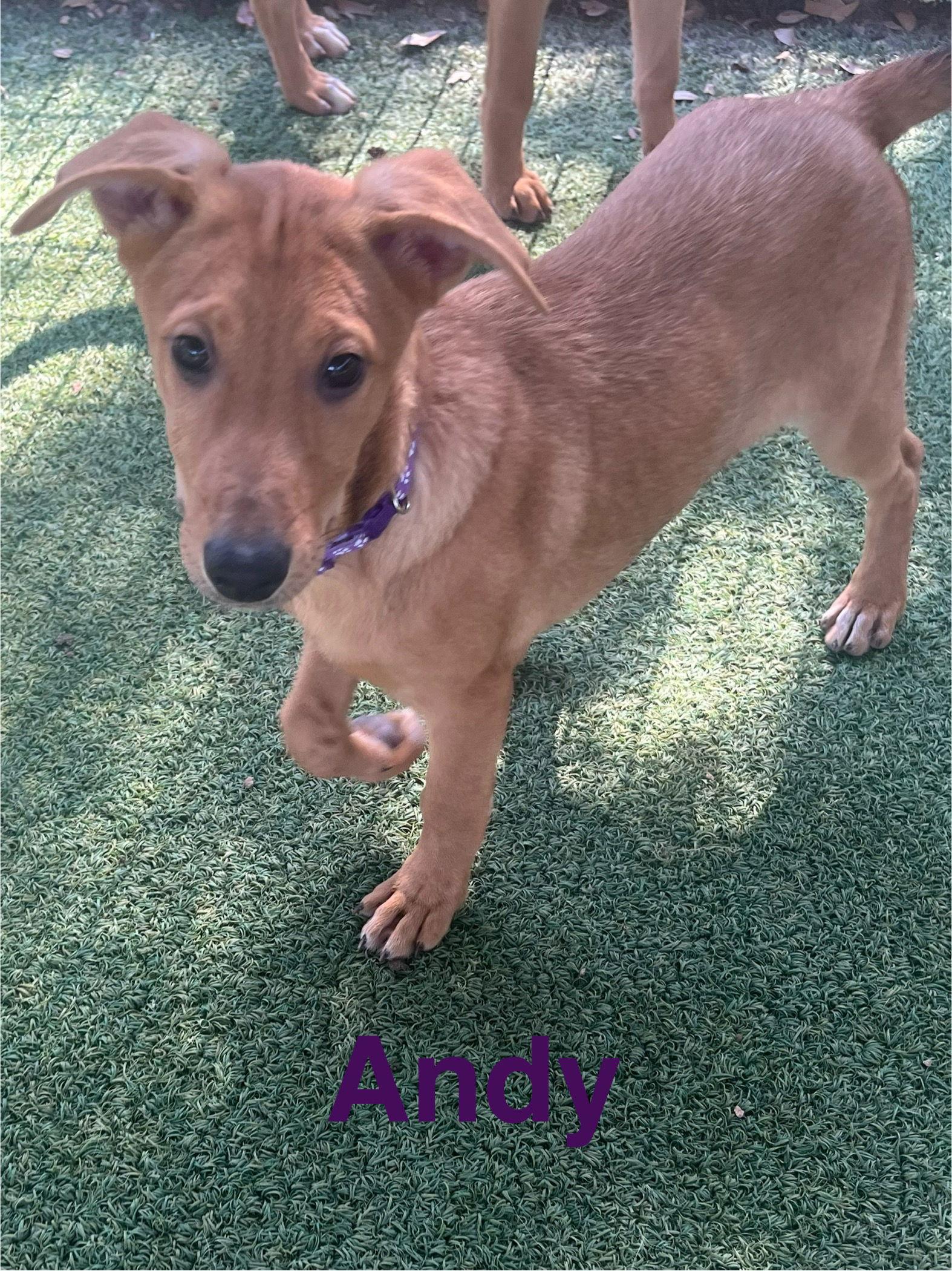 Enlarge Andy, a Adoptable mixed breed in Pipe Creek, TX image 1/3