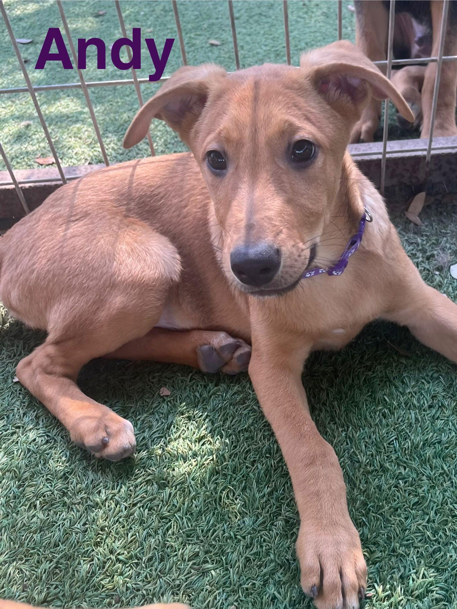 Enlarge Andy, a Adoptable mixed breed in Pipe Creek, TX image 2/3