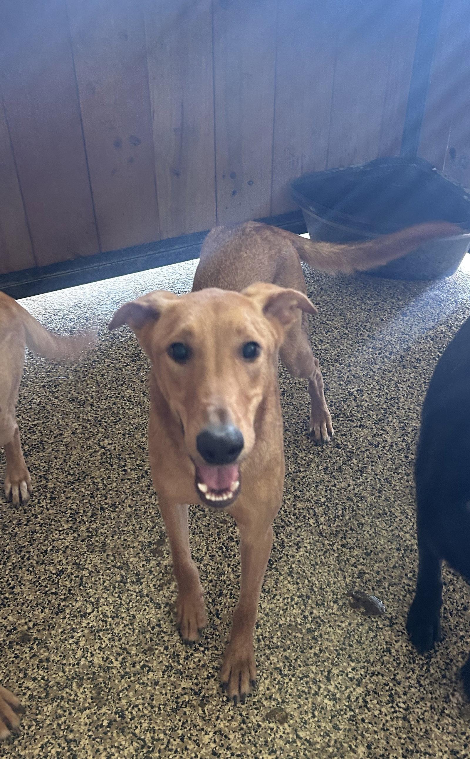 Enlarge Andy, a Adoptable mixed breed in Pipe Creek, TX image 3/3