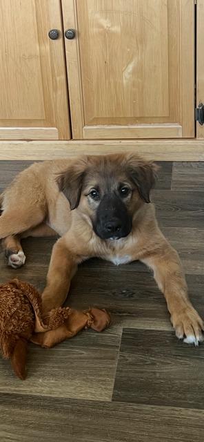 Enlarge THEA, a Adoptable mixed breed in Newaygo, MI image 1/3