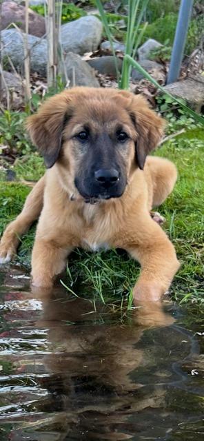 Enlarge THEA, a Adoptable mixed breed in Newaygo, MI image 2/3