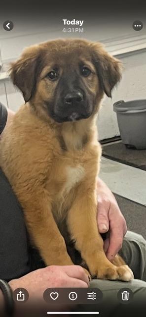 Enlarge THEA, a Adoptable mixed breed in Newaygo, MI image 3/3