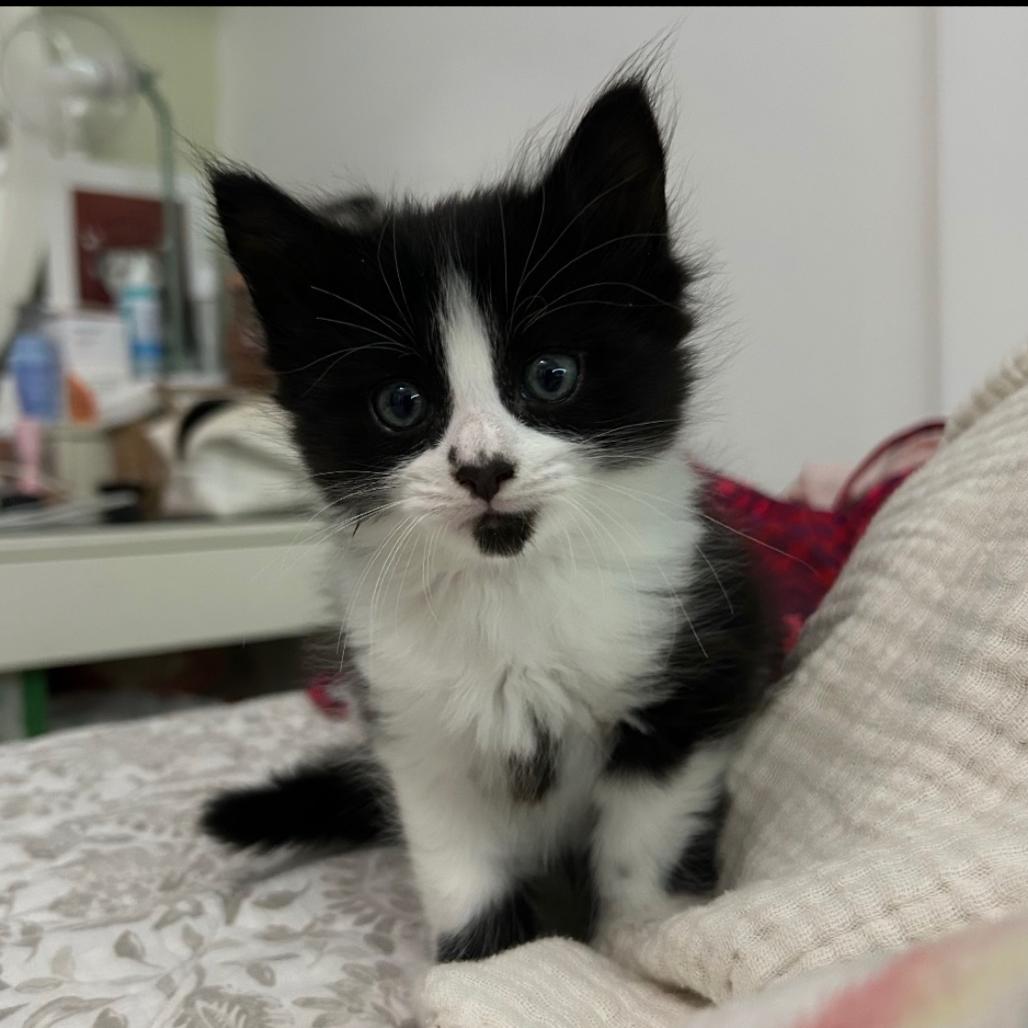 Monroe, Adoptable, Kitten Male Domestic Medium Hair & Domestic Medium Hair.