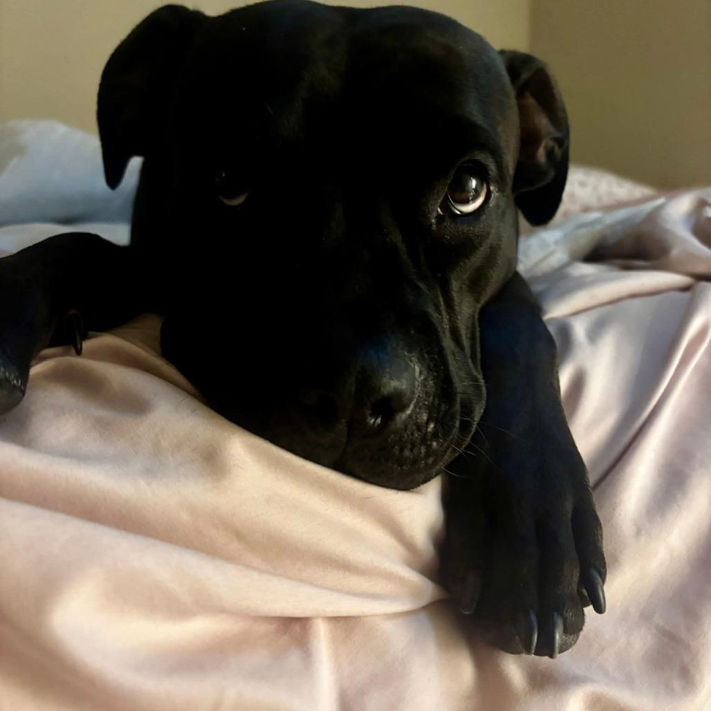 Stormy Burton, Adoptable, Young Female Terrier.