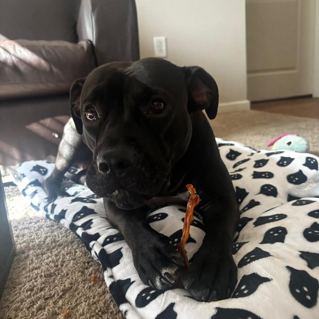 Stormy Burton, a Adoptable Terrier in St. Louis, MO image 2/6