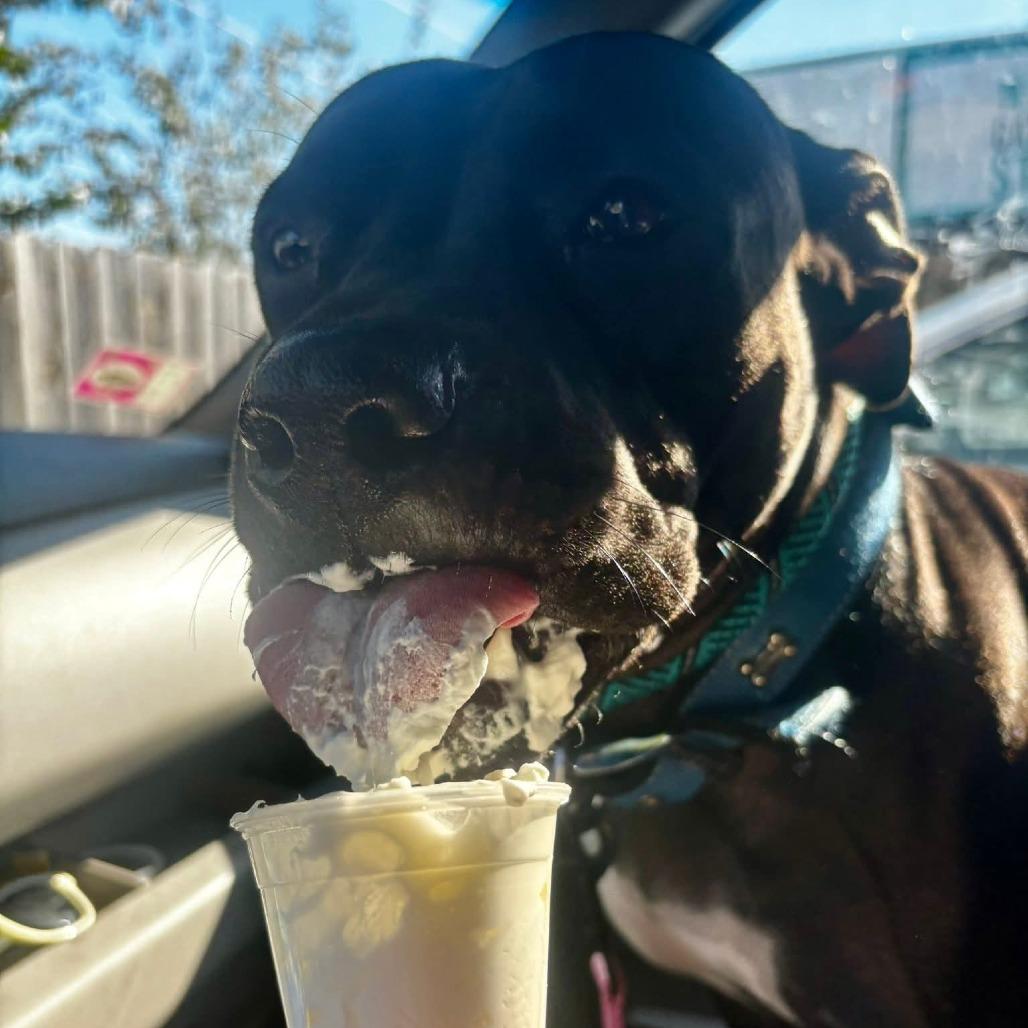 Stormy Burton, a Adoptable Terrier in St. Louis, MO image 3/6