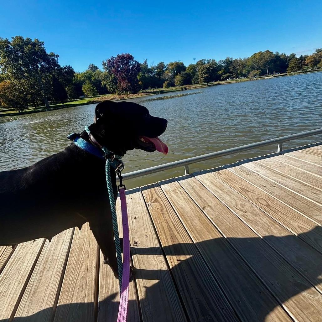 Stormy Burton, a Adoptable Terrier in St. Louis, MO image 4/6