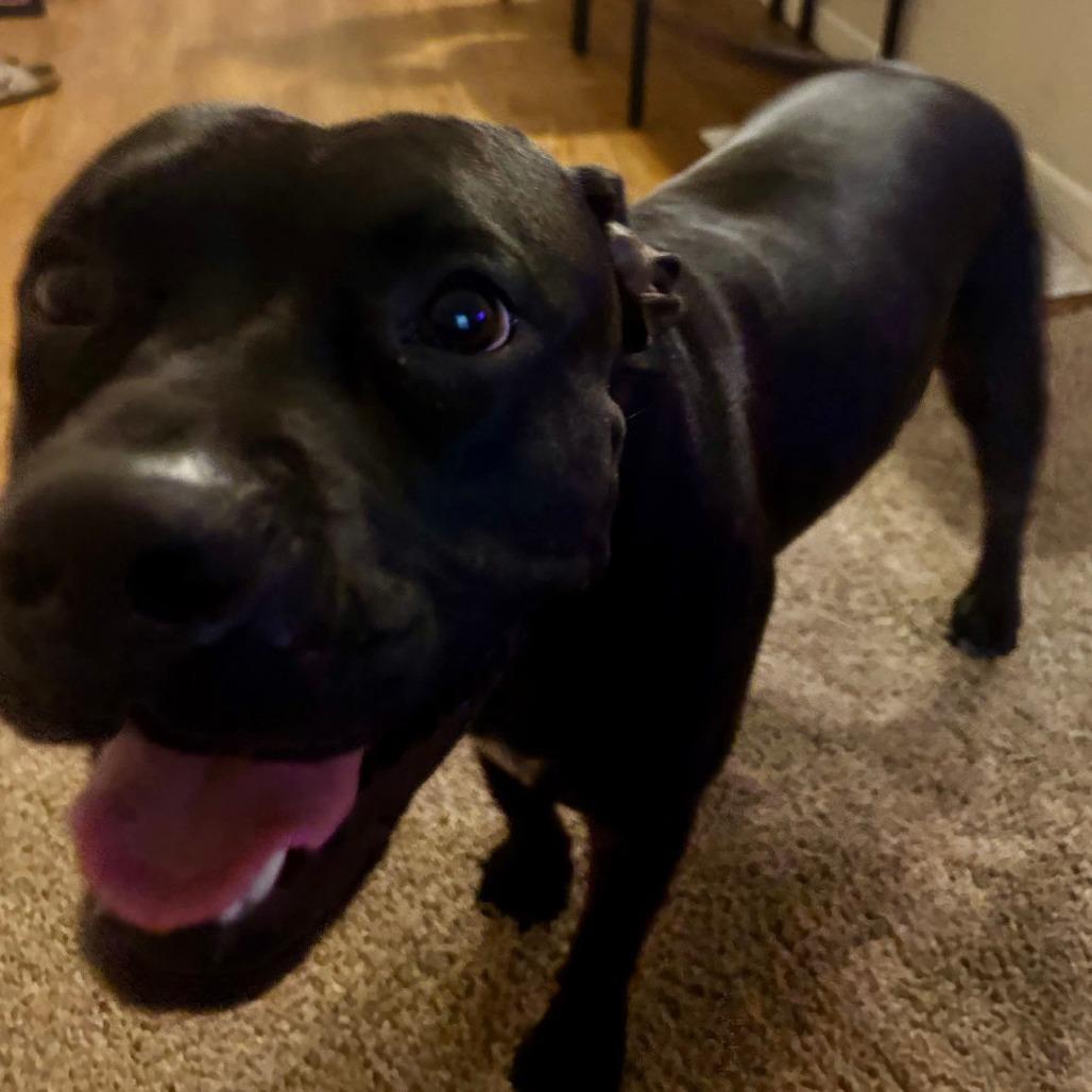 Stormy Burton, a Adoptable Terrier in St. Louis, MO image 5/6