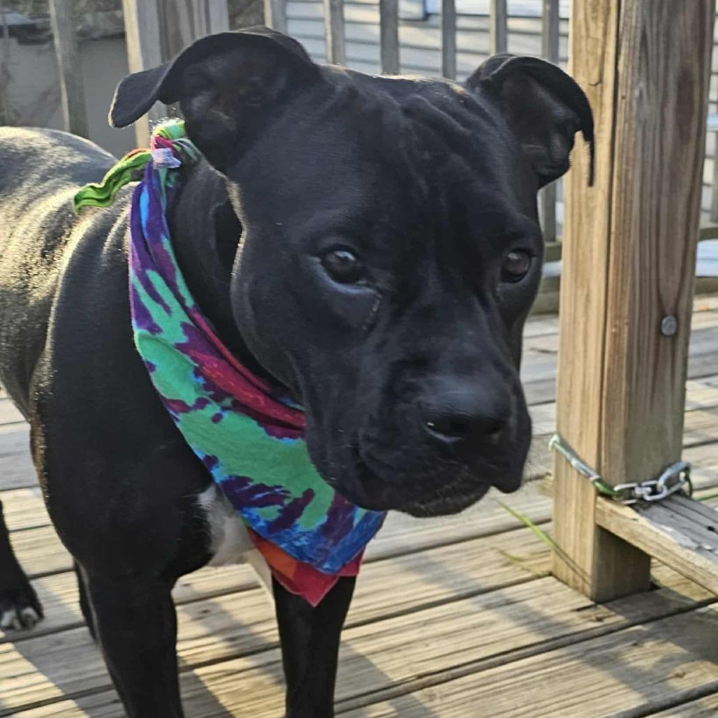 Stormy Burton, a Adoptable Terrier in St. Louis, MO image 6/6