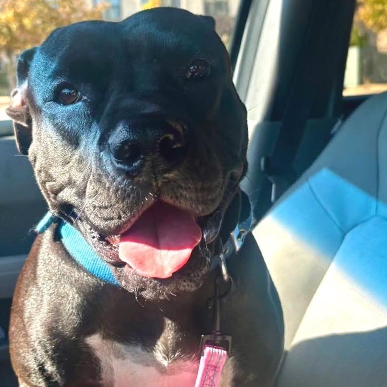 Enlarge Stormy Burton, a Adoptable Terrier in St. Louis, MO image 6/6