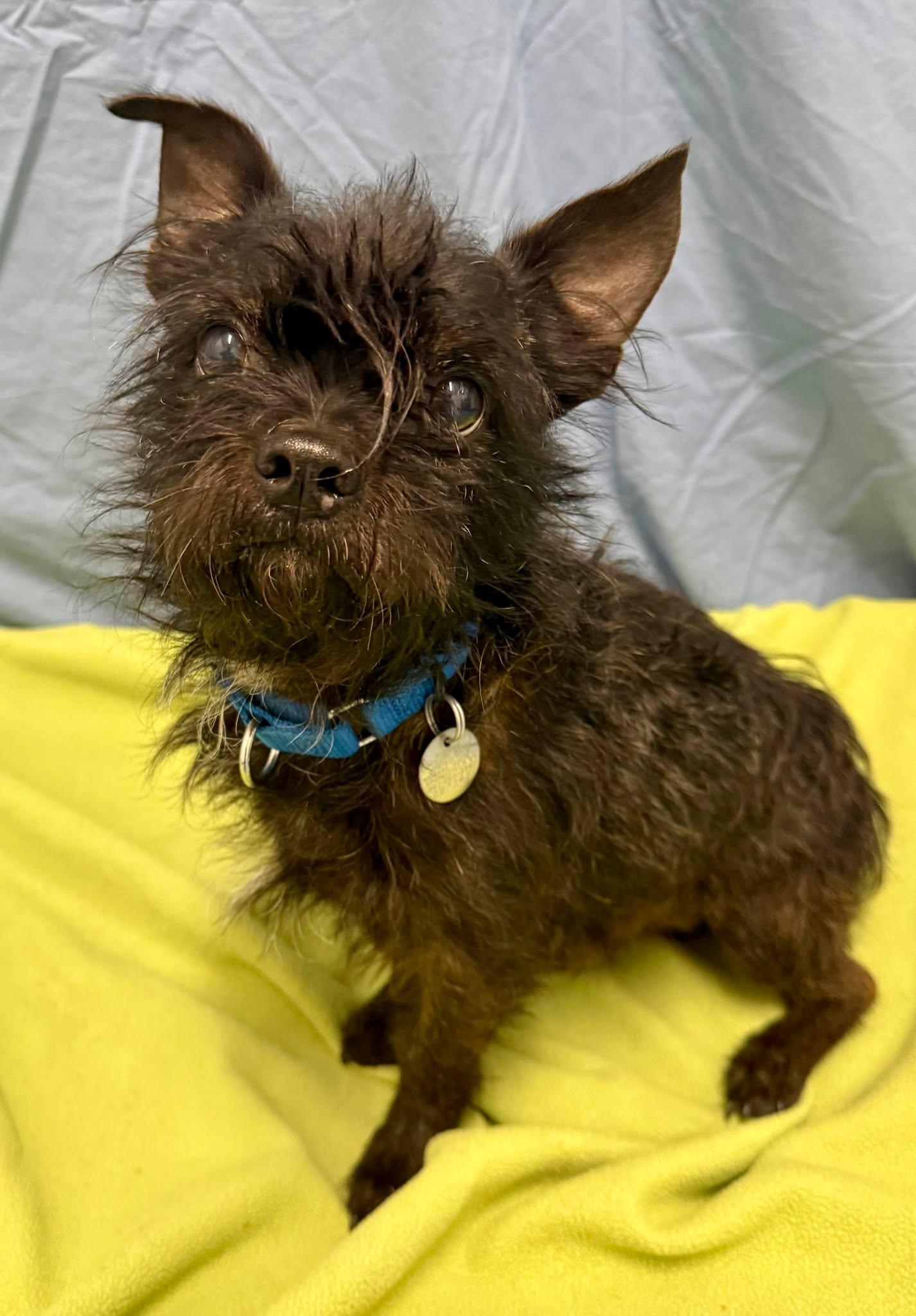 Ivan, a ADOPTABLE mixed breed in Springfield, VT image 2/3