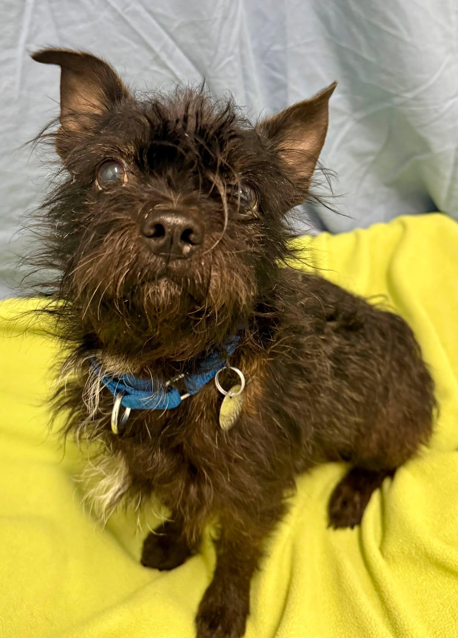 Ivan, a ADOPTABLE mixed breed in Springfield, VT image 3/3