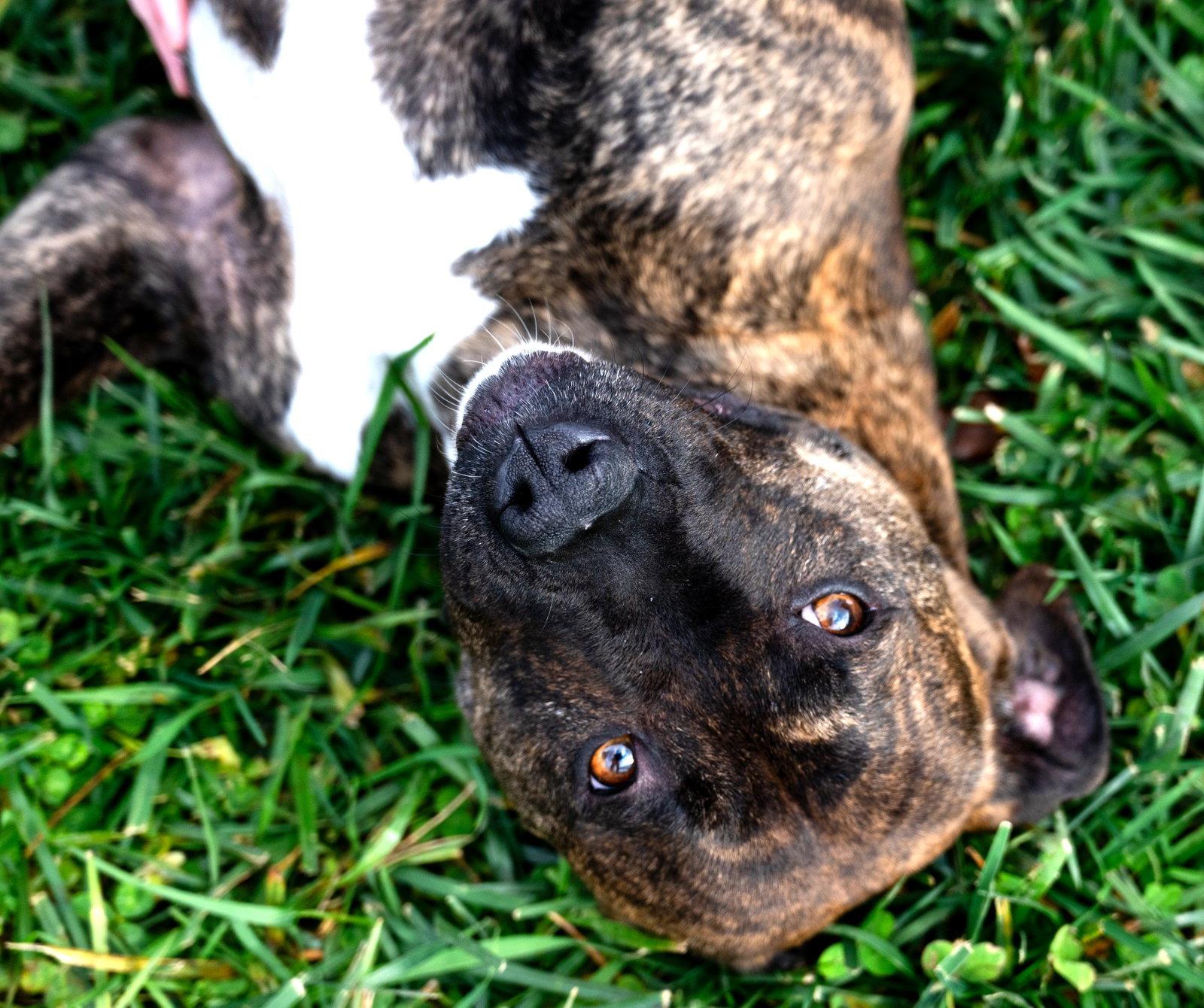Keely, Adoptable, Adult Female Pit Bull Terrier.