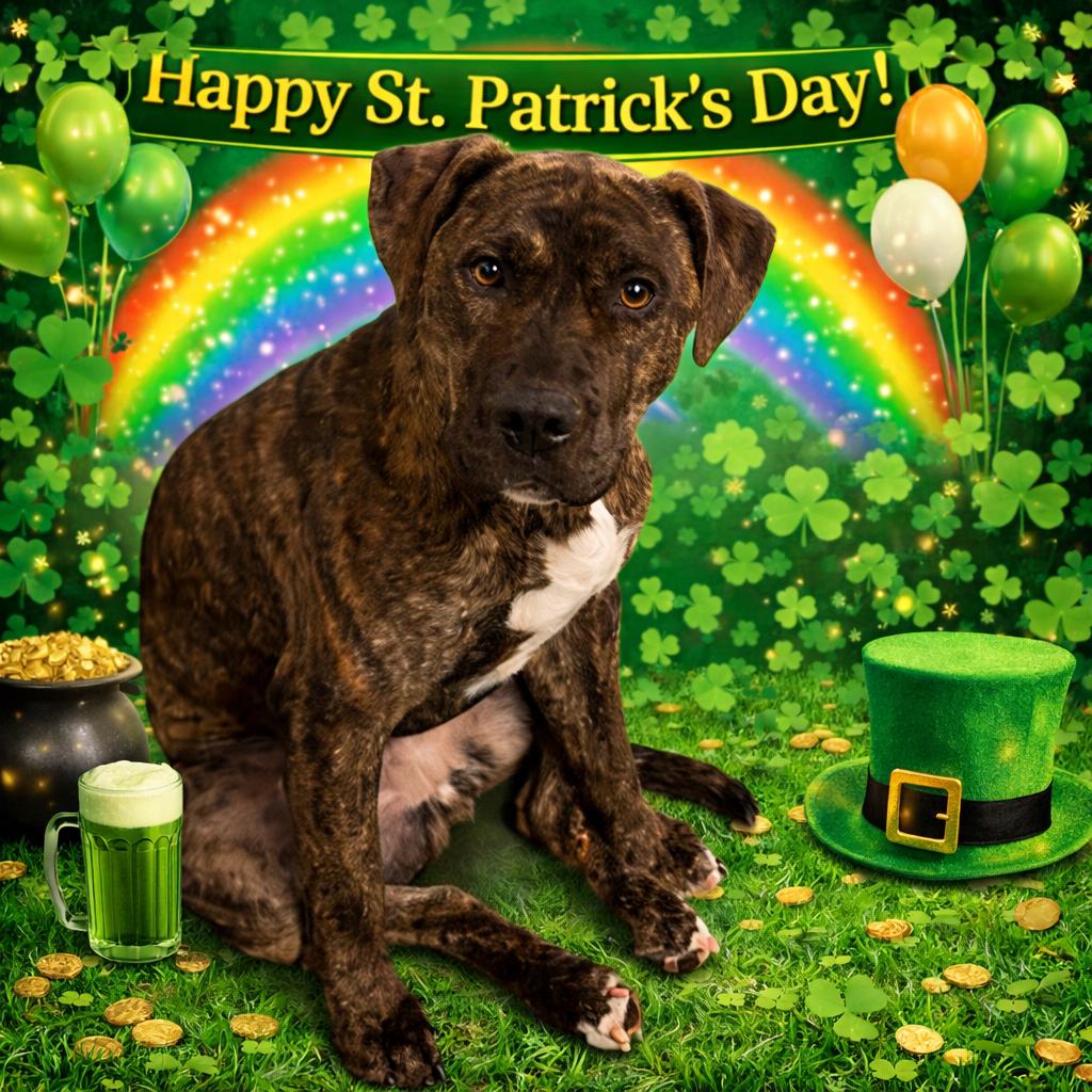 Keely, Adoptable, Adult Female Pit Bull Terrier.