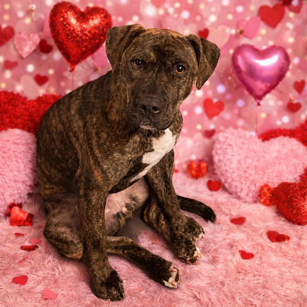 Enlarge Keely, a Adoptable Pit Bull Terrier in Sistersville, WV image 3/3