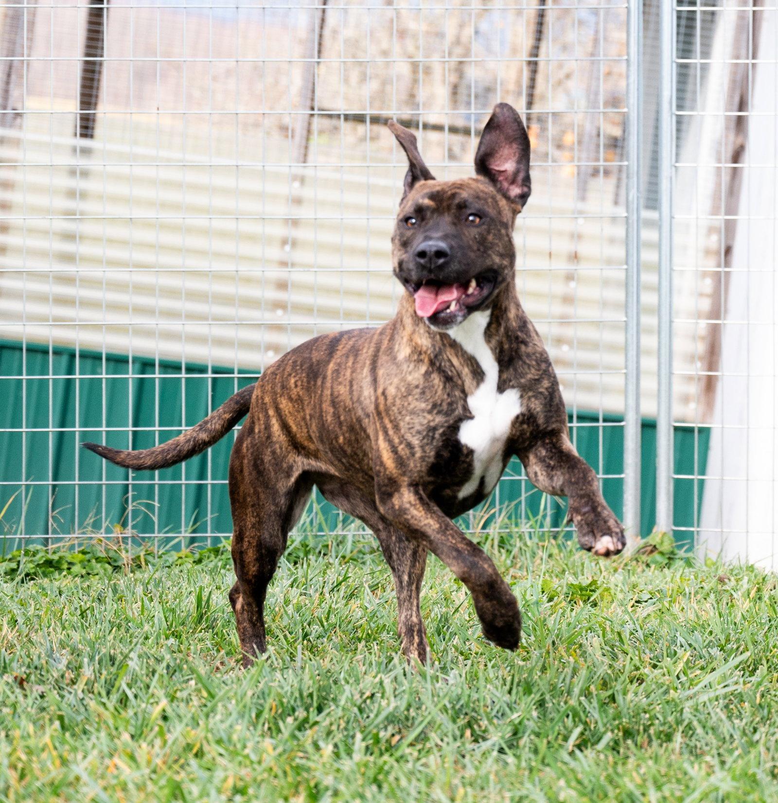 Keely, a Adoptable Pit Bull Terrier in Sistersville, WV image 3/3