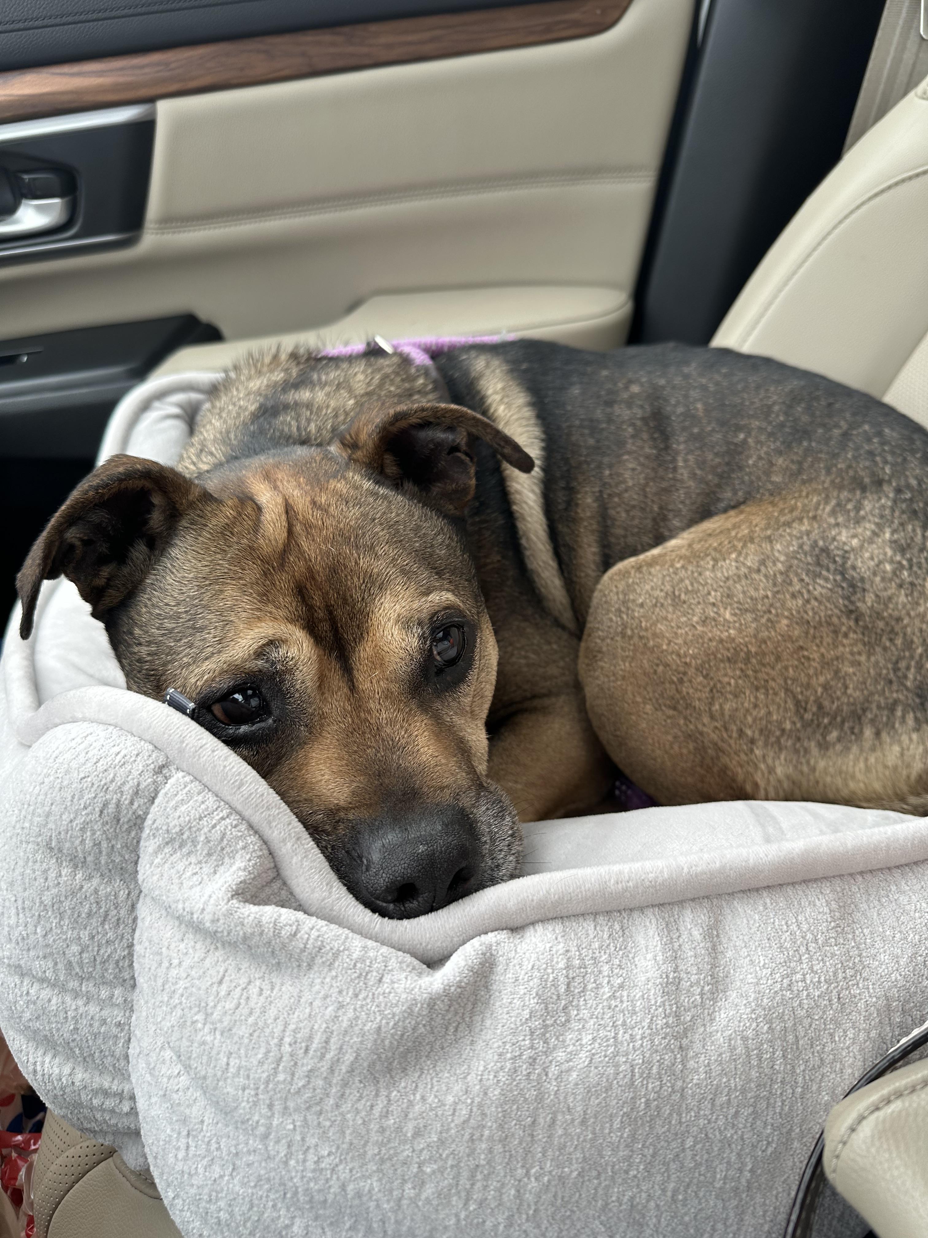 RAMBO- Needs a foster/forever home!, an adoptable Shepherd in Birmingham, MI, 48012 | Photo Image 1