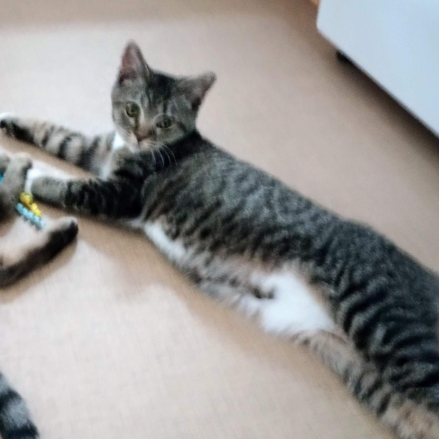 Enlarge Biscuit (PW), a Adoptable Domestic Short Hair in Huddleston, VA image 2/4