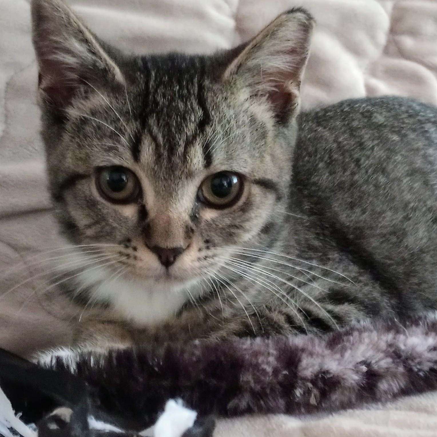 Enlarge Biscuit (PW), a Adoptable Domestic Short Hair in Huddleston, VA image 3/4